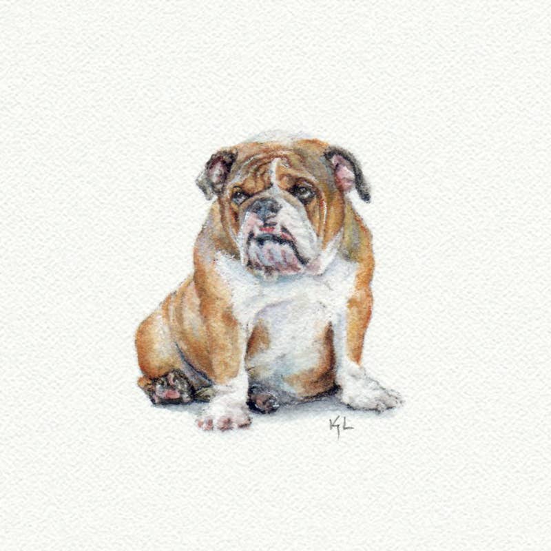 Bulldog Watercolor Painting - Box Turtle