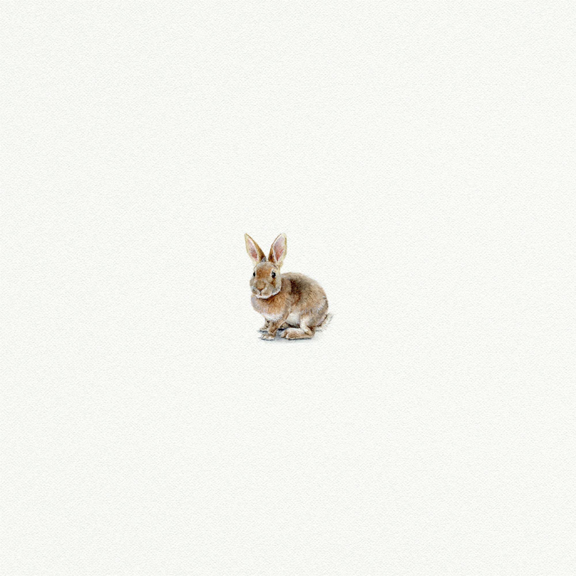 Bunny Miniature Watercolor Print - Box Turtle