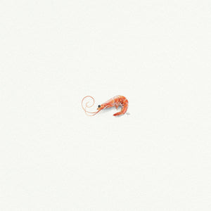 Shrimp Miniature Watercolor Print