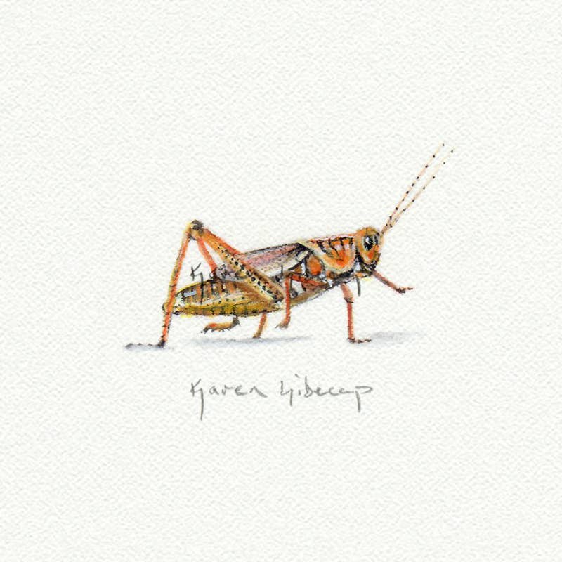 Grasshopper Miniature Watercolor Print