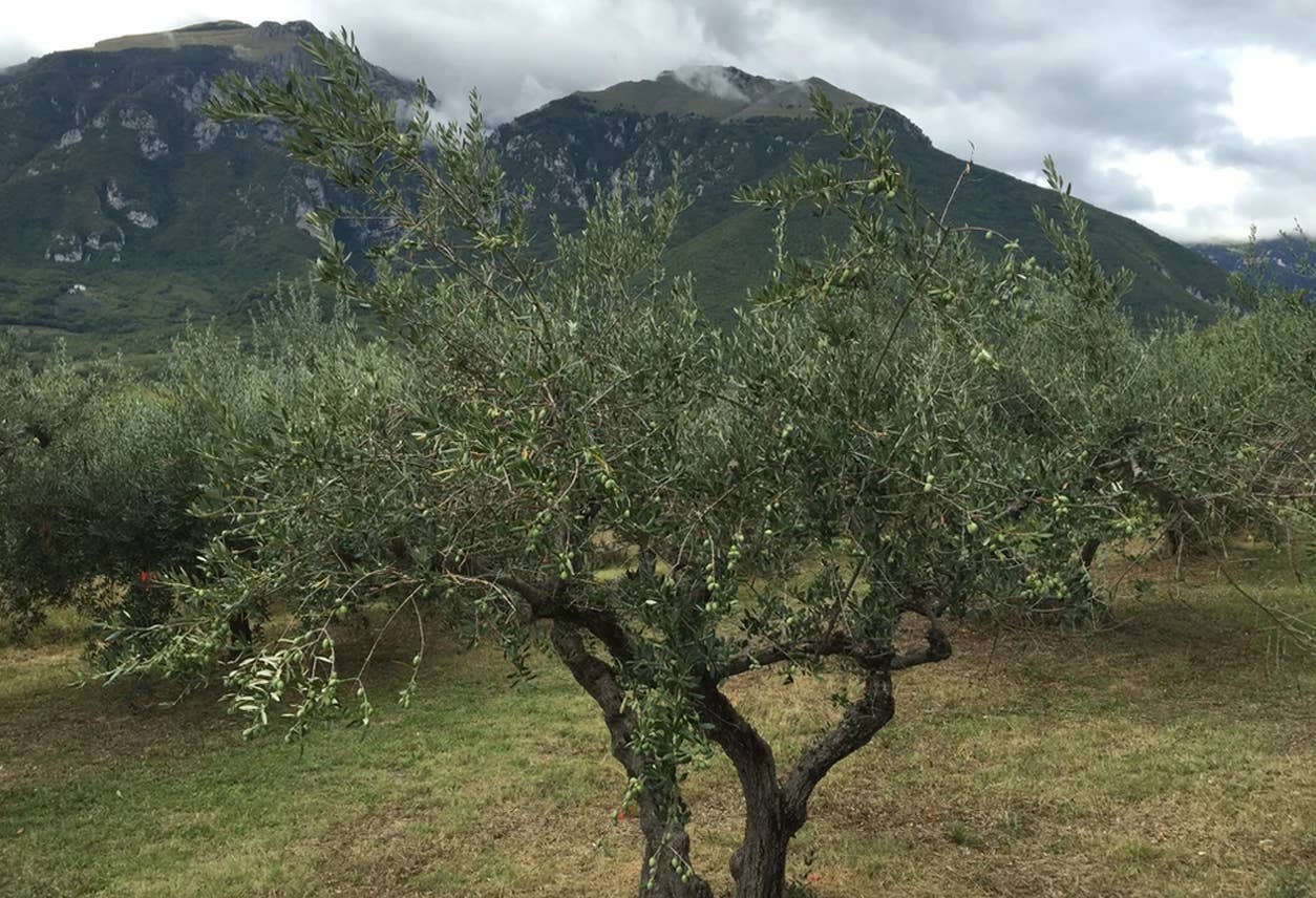 Infused Italian Extra Virgin Olive Oils