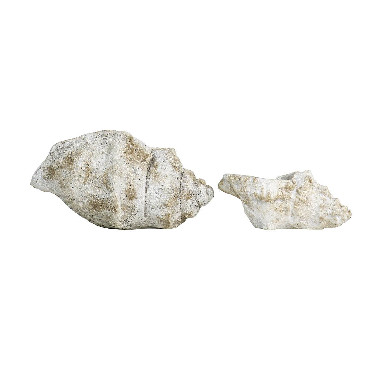 Cast Concrete Conch Shell - Box Turtle