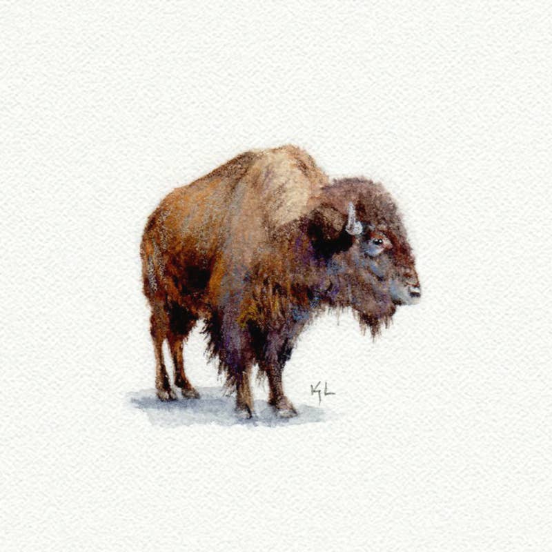 Buffalo Miniature Watercolor Print