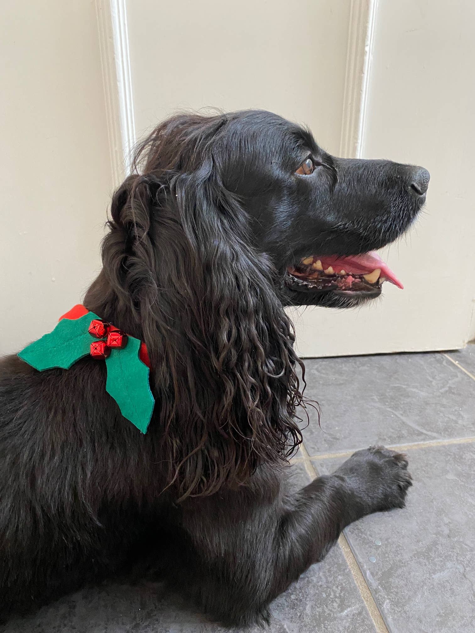 Christmas Dog Collar - Box Turtle