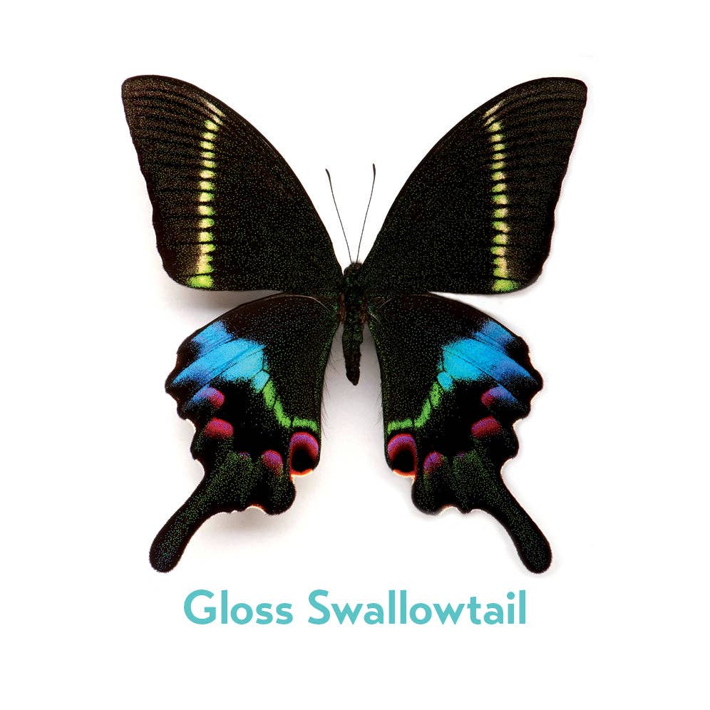 Christopher Marley’s Incredible Insects Memory Game - Box Turtle