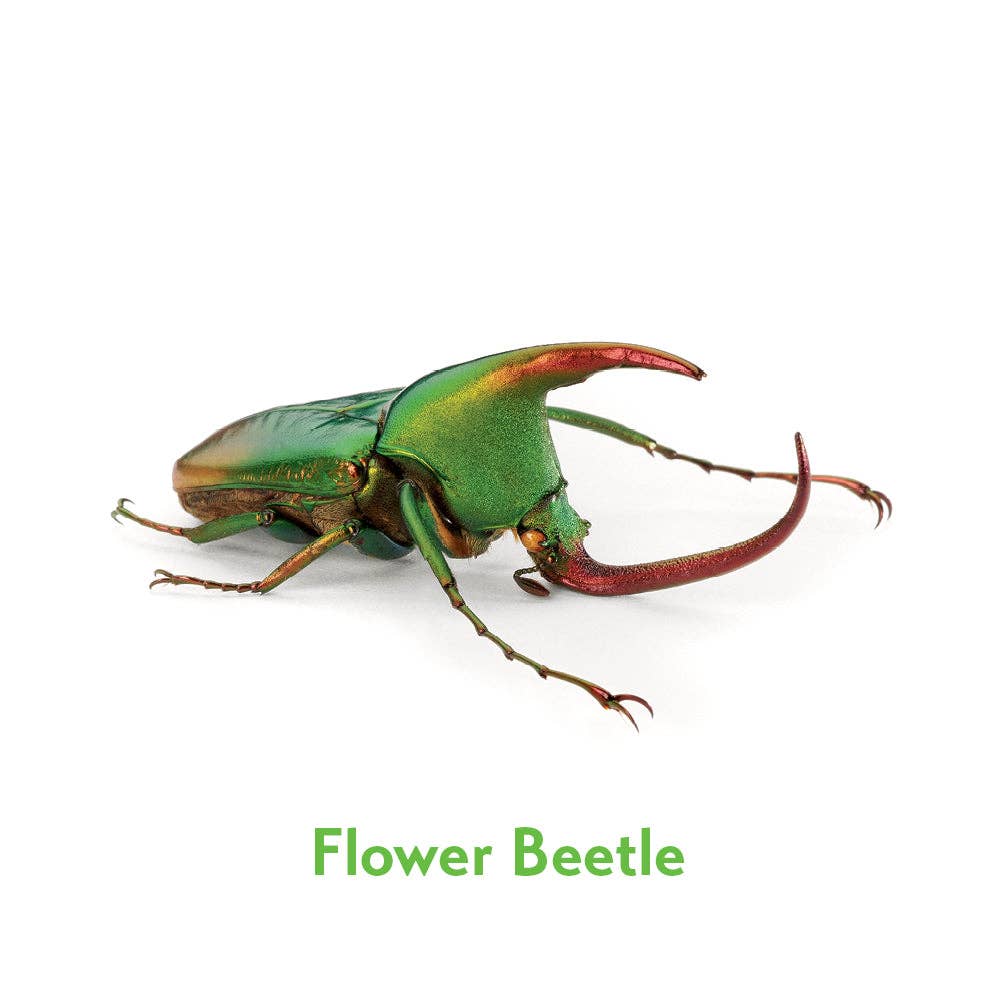 Christopher Marley’s Incredible Insects Memory Game - Box Turtle