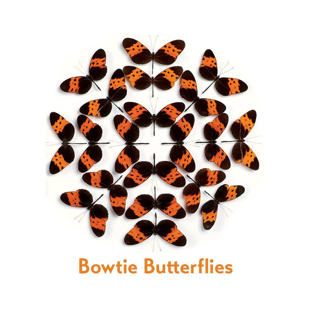 Christopher Marley’s Incredible Insects Memory Game - Box Turtle