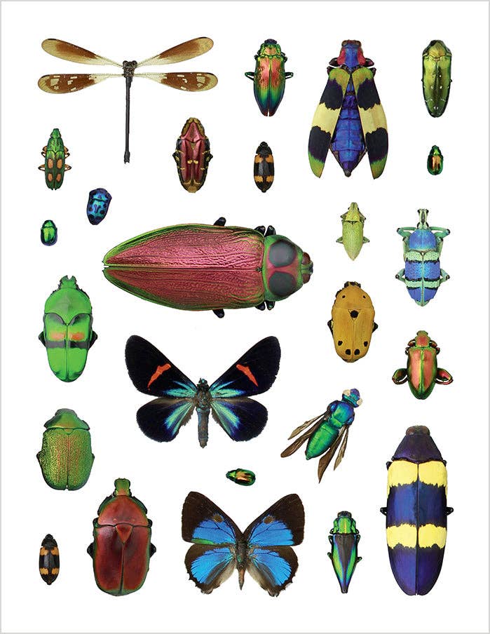 Box Turtle - Christopher Marley's Incredible Insects Sticker Book