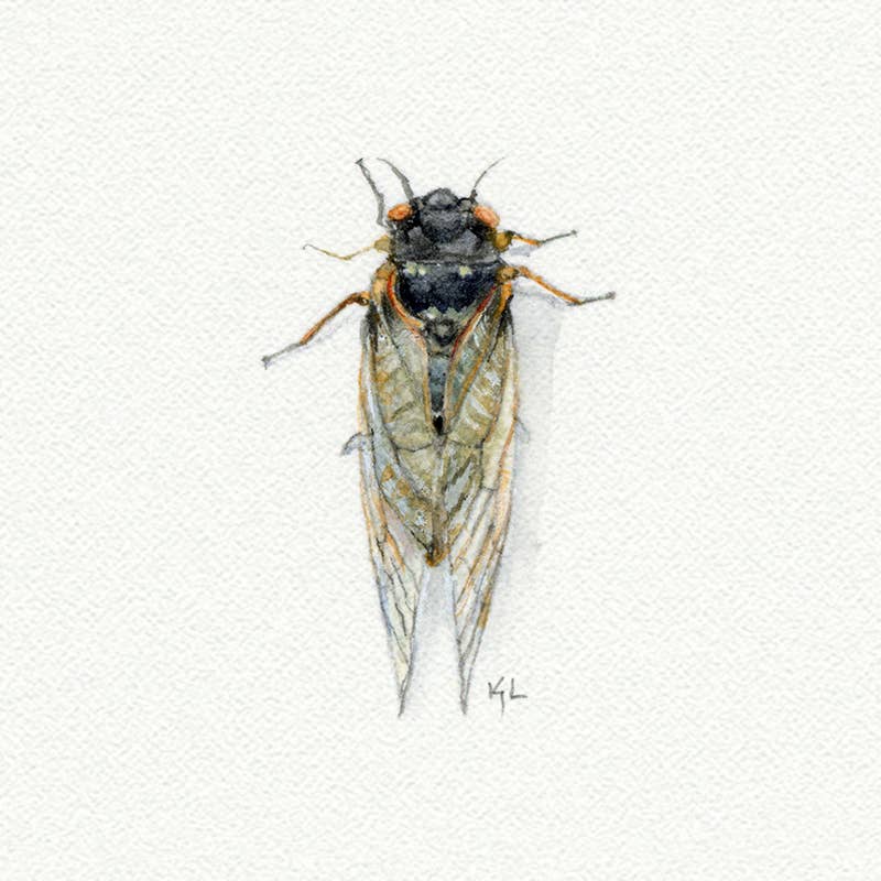 Cicada Miniature Watercolor Print - Box Turtle