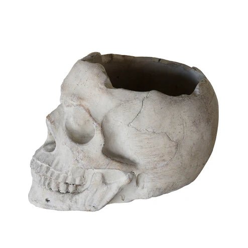 Concrete Skull Planter - Box Turtle