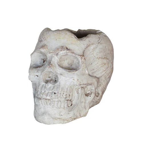 Concrete Skull Planter - Box Turtle