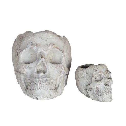 Concrete Skull Planter - Box Turtle