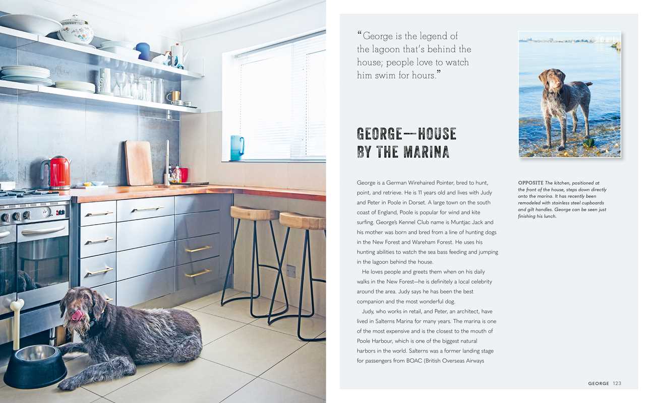 Cool Dogs, Cool Homes - Box Turtle