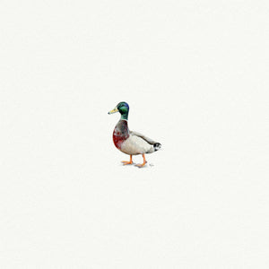 Mallard Duck Miniature Watercolor Print