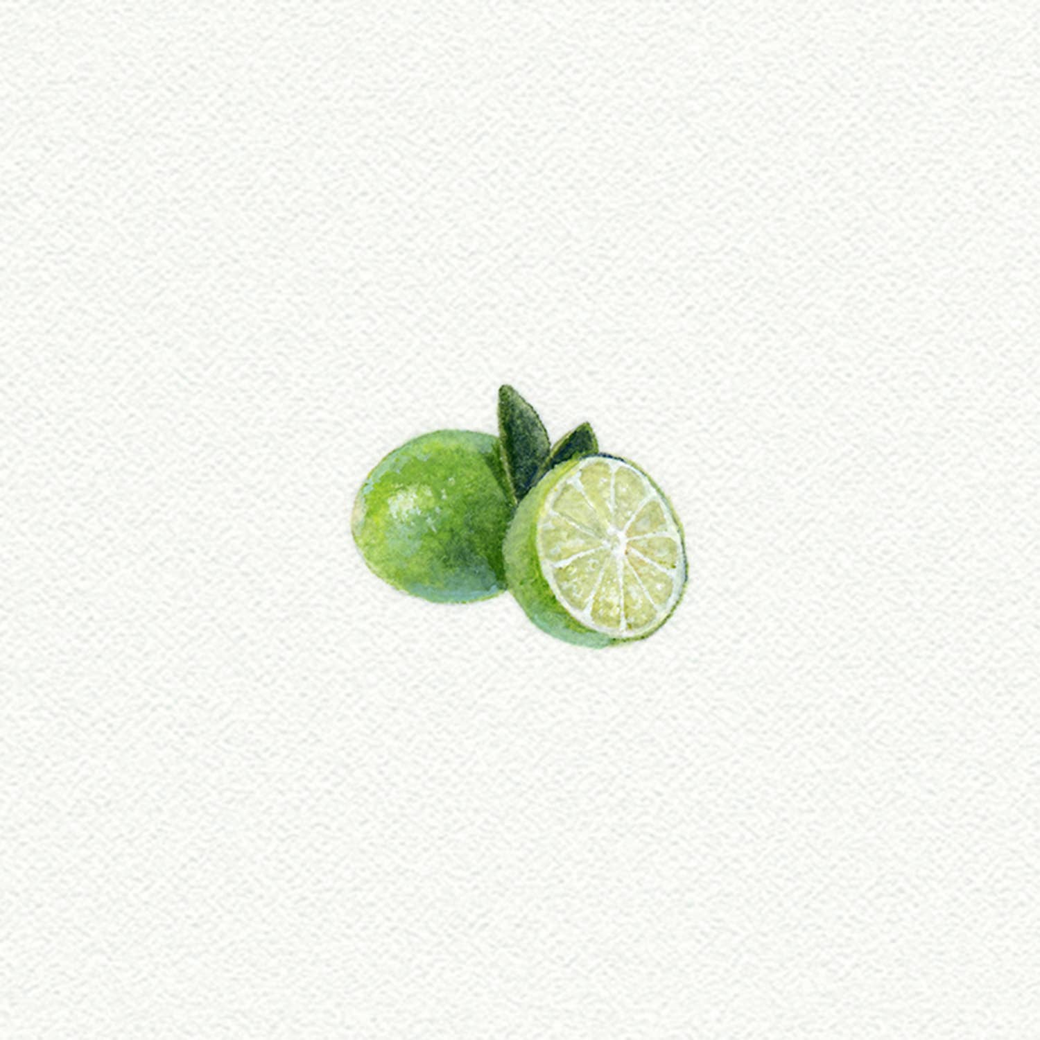 Limes Miniature Watercolor Print
