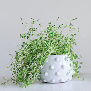 White Terracotta Planter with Raised Dots