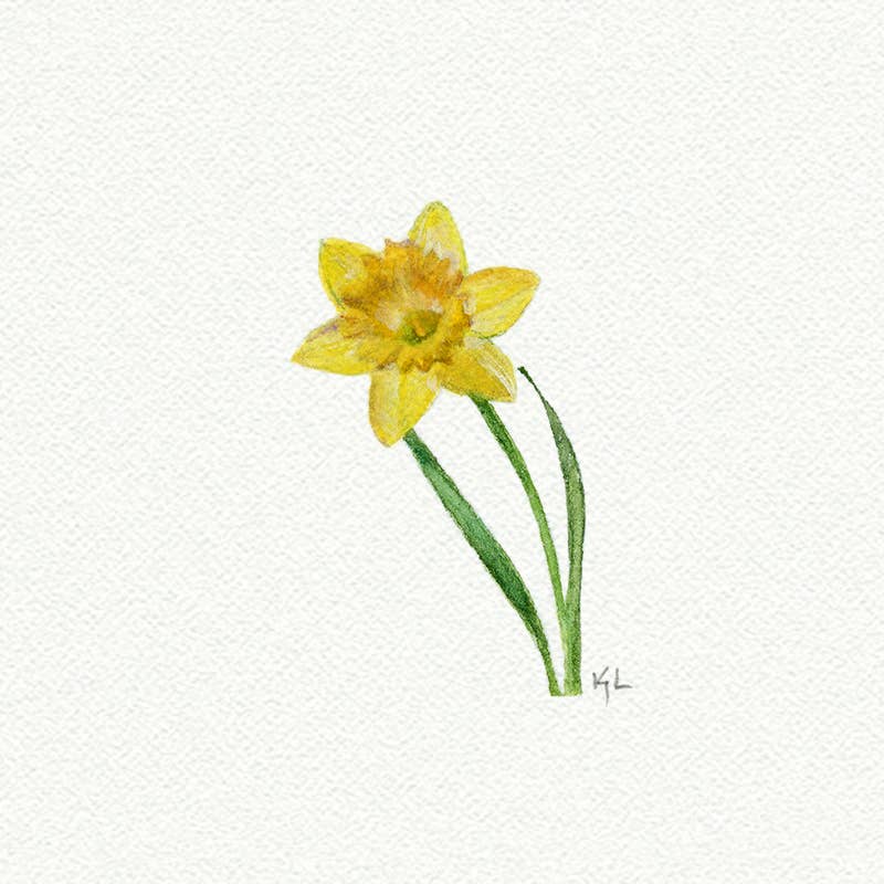 Daffodil Miniature Watercolor Print - Box Turtle