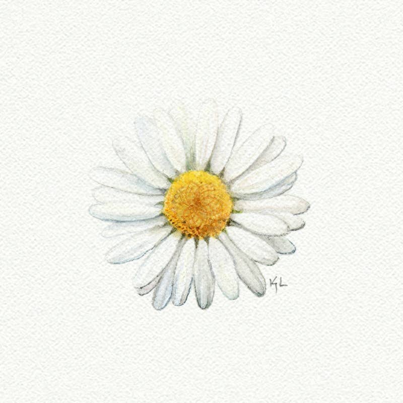 Daisy Miniature Watercolor Print - Box Turtle