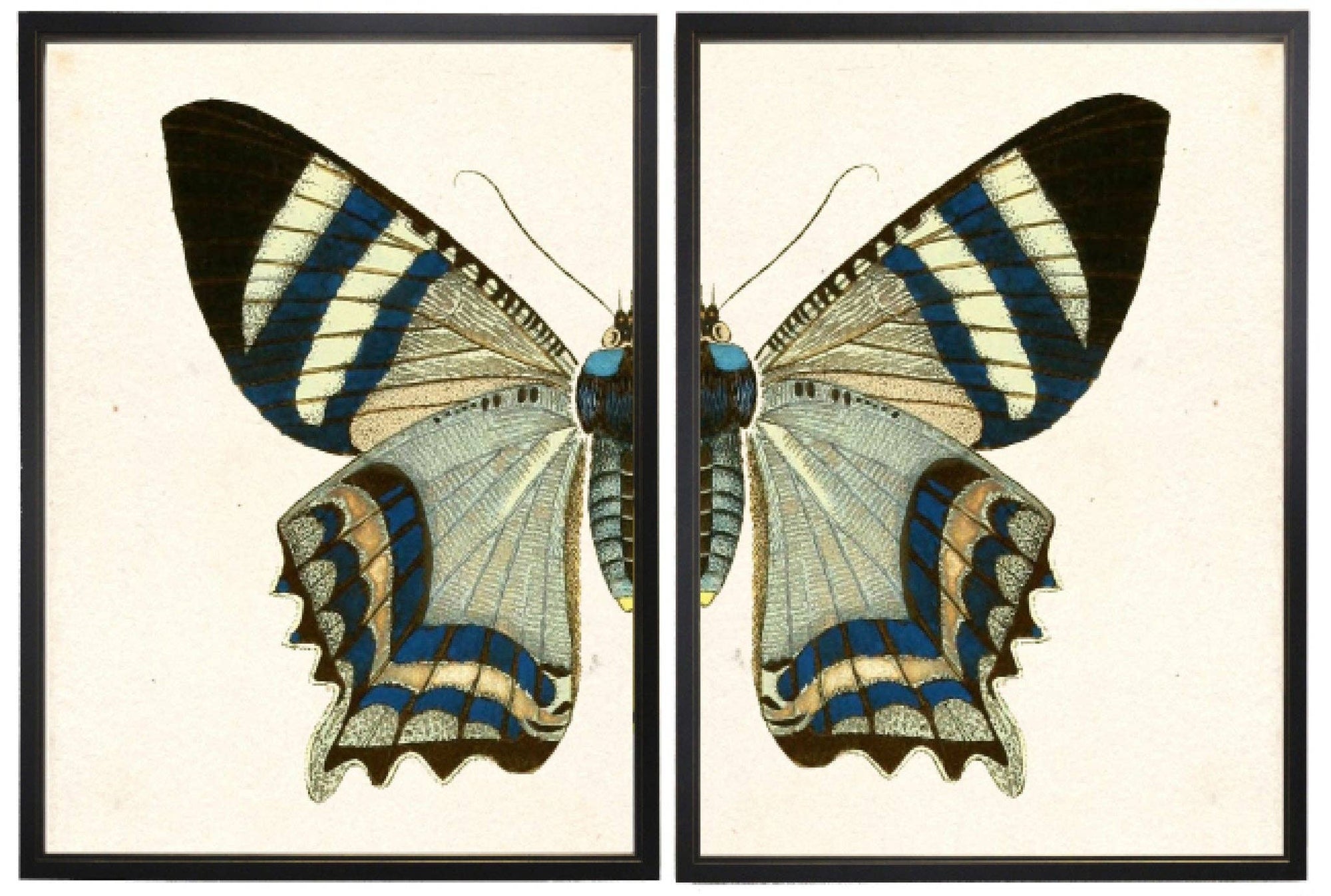 Diptych Grey Butterfly - Box Turtle