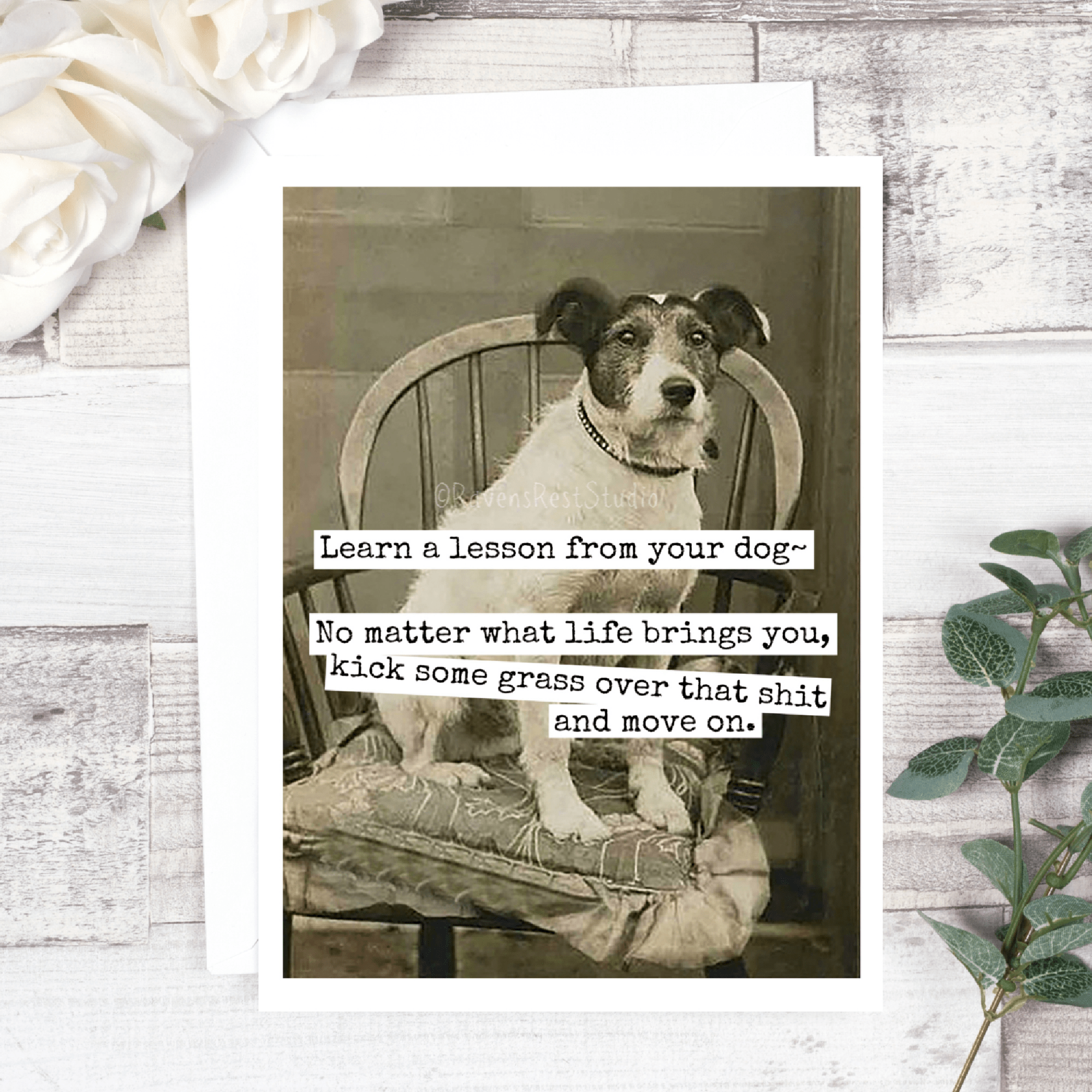 Dog Life Lesson Card - Box Turtle