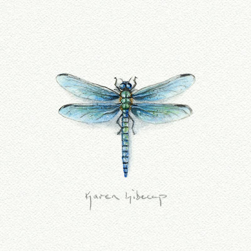 Dragonfly Miniature Watercolor Print - Box Turtle
