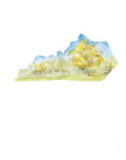Emily Wood State Tree Watercolor Prints - Box Turtle