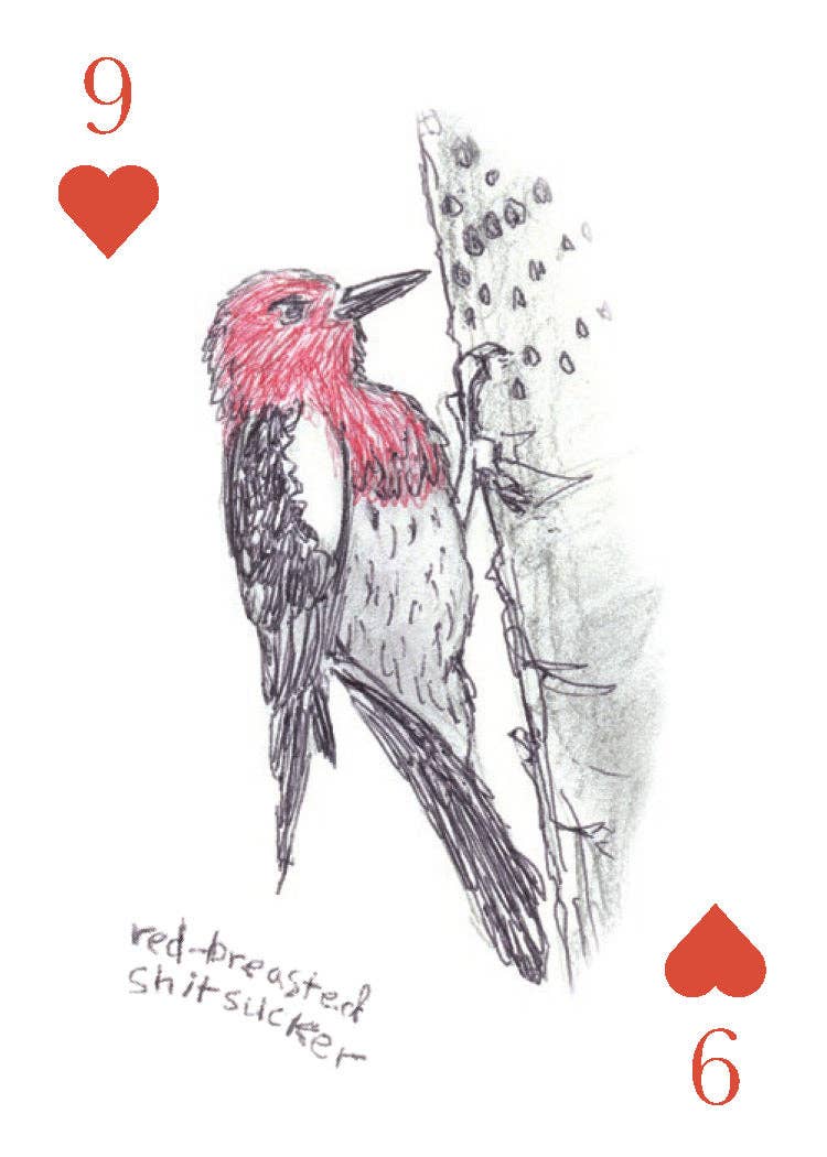Field Guide to Dumb Birds Playing Cards - Box Turtle
