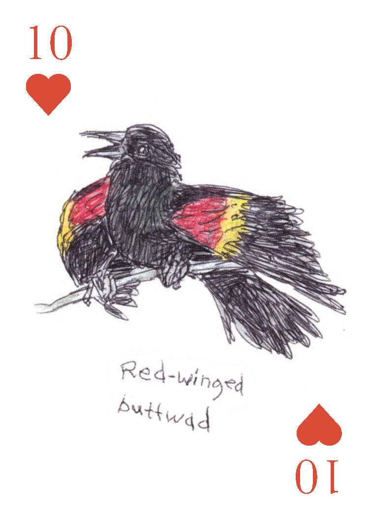 Field Guide to Dumb Birds Playing Cards - Box Turtle