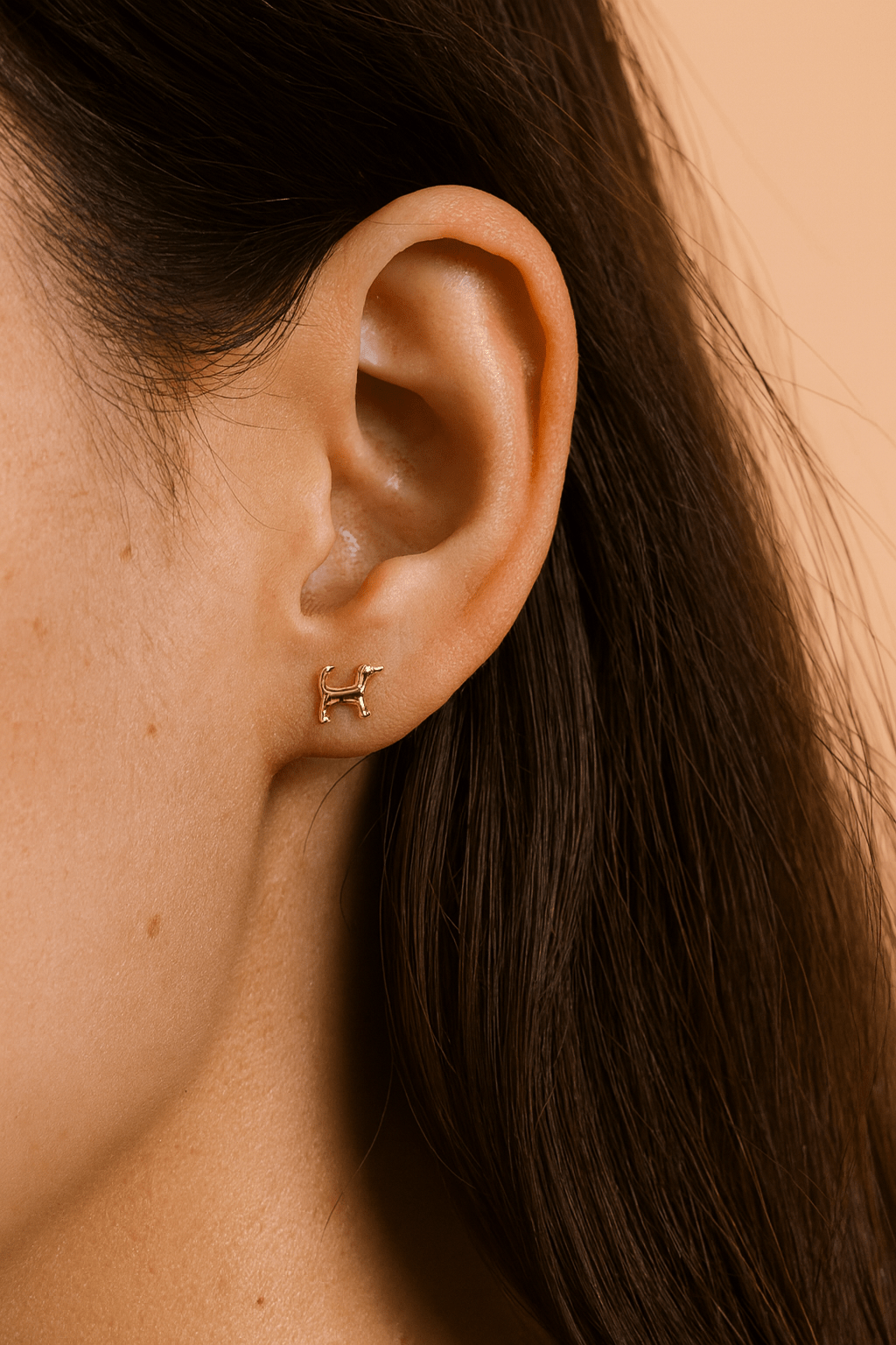 Fortune Dog Studs - Box Turtle