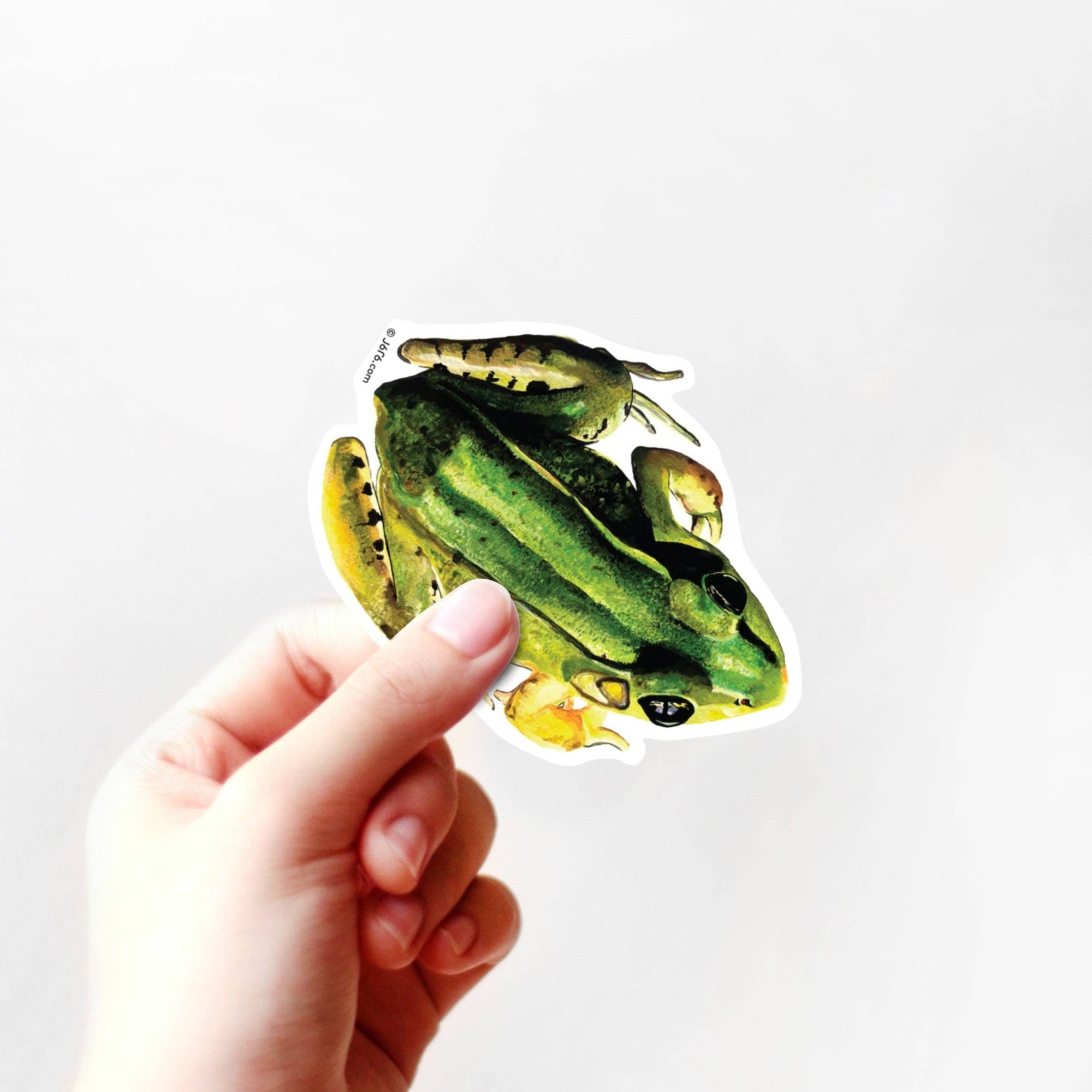 Frog Vinyl Sticker - Box Turtle