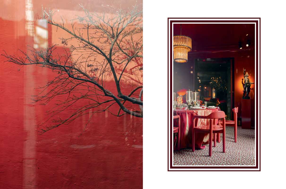 Grand Interiors - Box Turtle