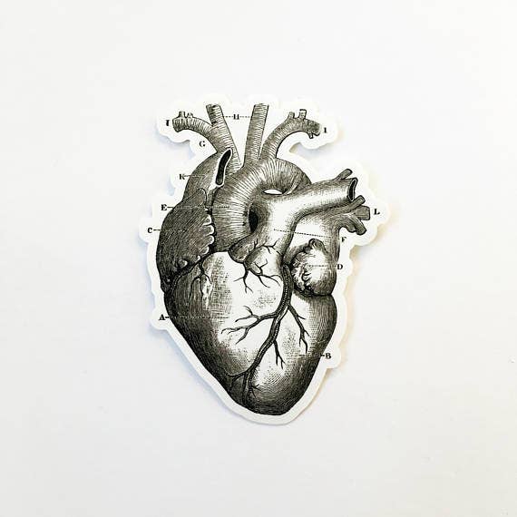 Heart Vintage Anatomy Sticker - Box Turtle
