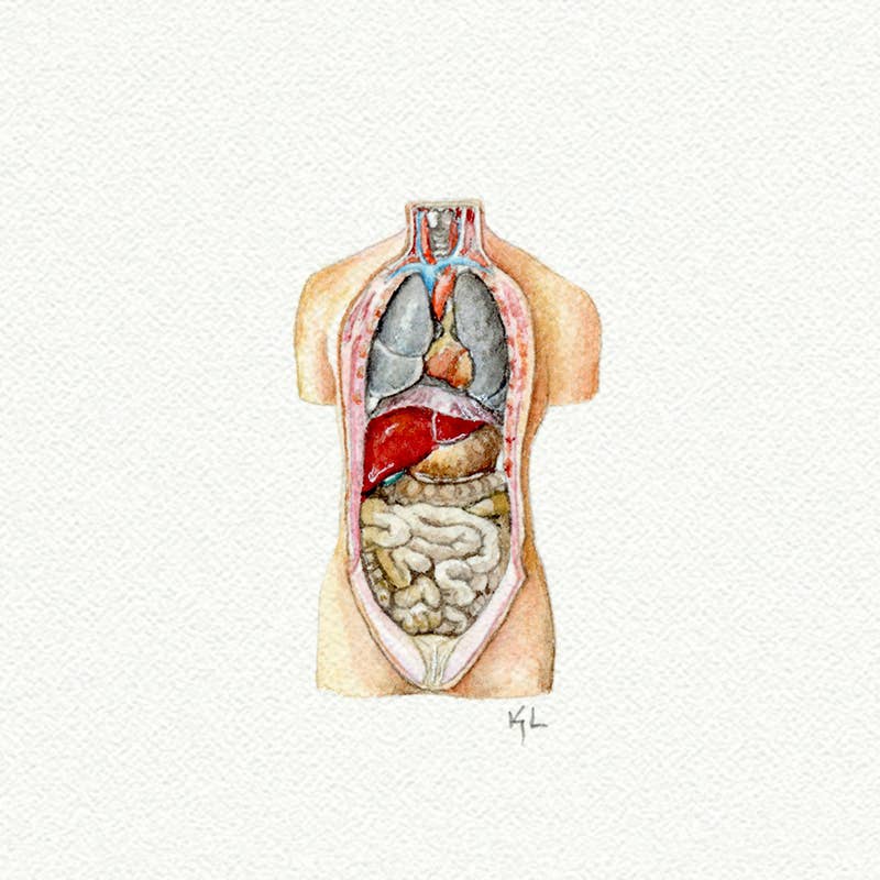 Human Torso Miniature Watercolor Painting - Box Turtle