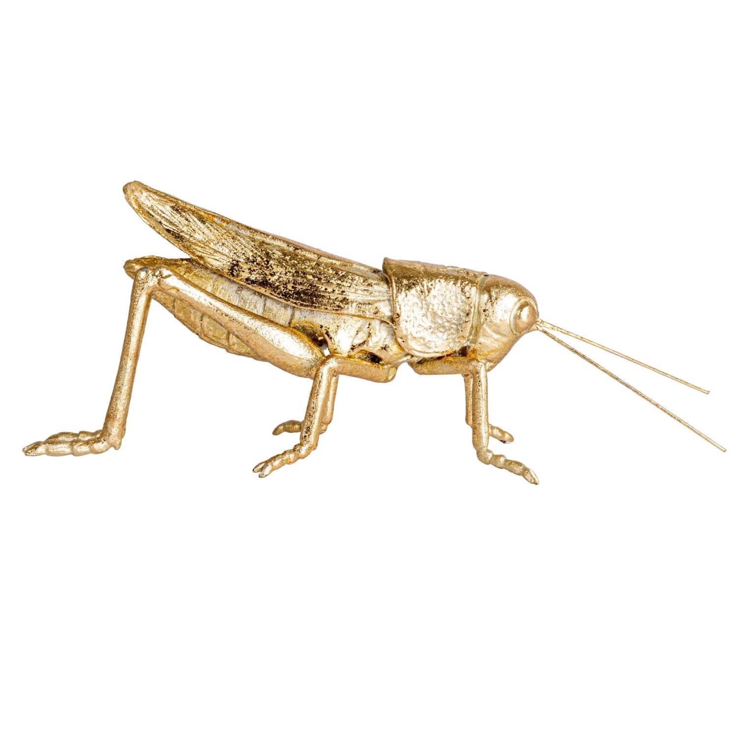 Little Gold Grasshopper - Box Turtle
