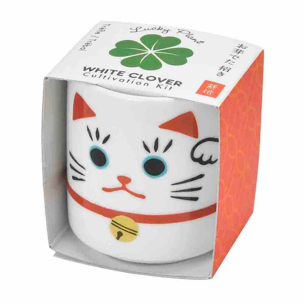 Lucky Plant - Beckoning Cat - Box Turtle