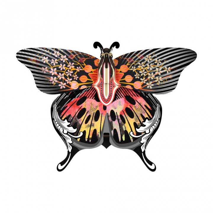 Madama Decorative Butterfly - Box Turtle
