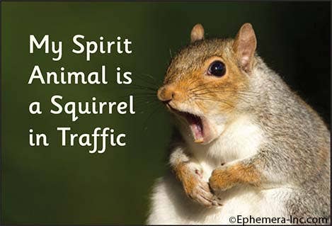 Magnet - My spirit animal is a squirrel in traffic. - Box Turtle