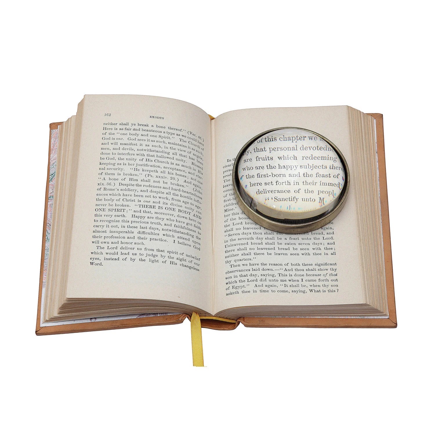 Magnifying Glass Paperweight - Box Turtle