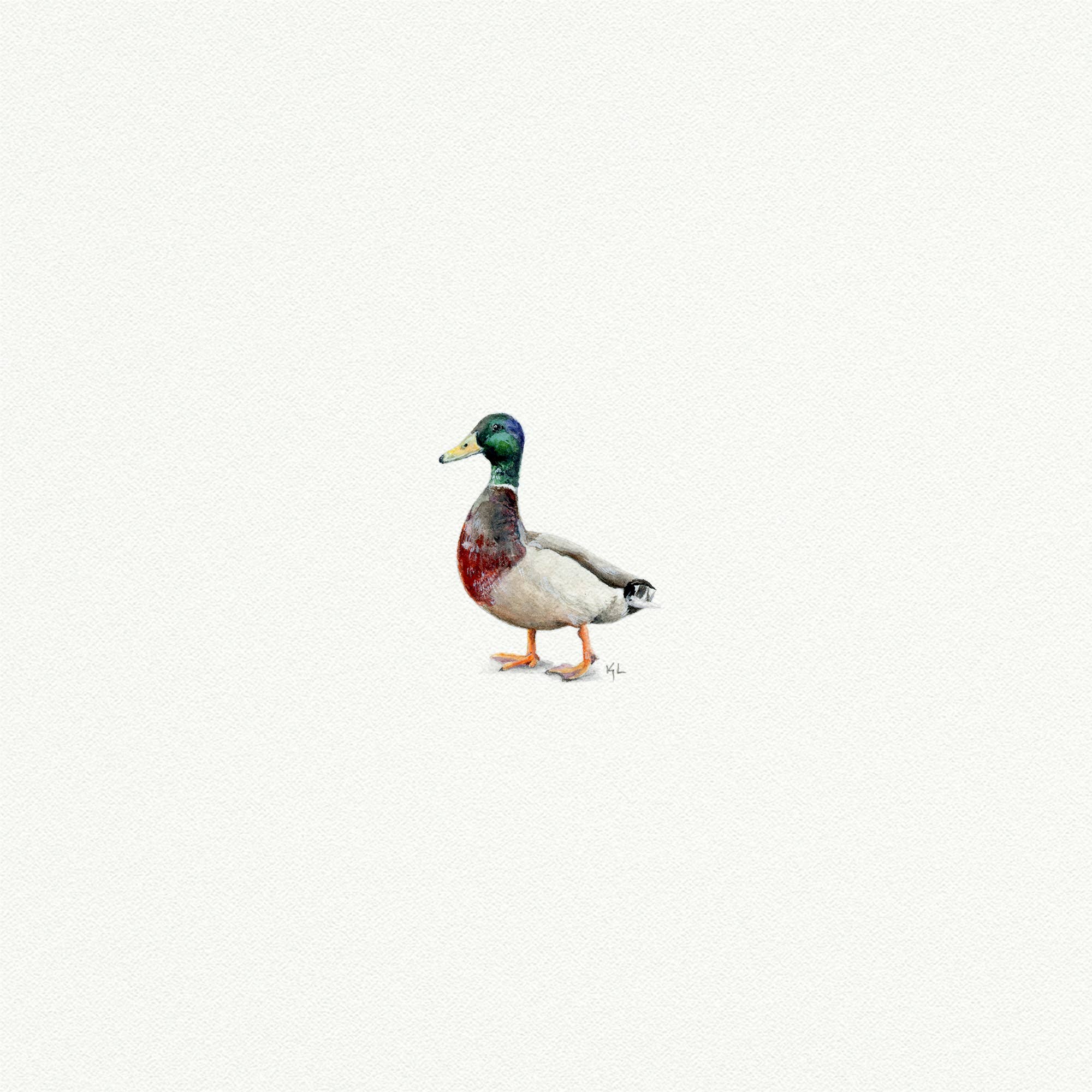 Mallard Duck Miniature Watercolor Print - Box Turtle