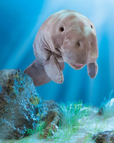 Manatee Puppet - Box Turtle