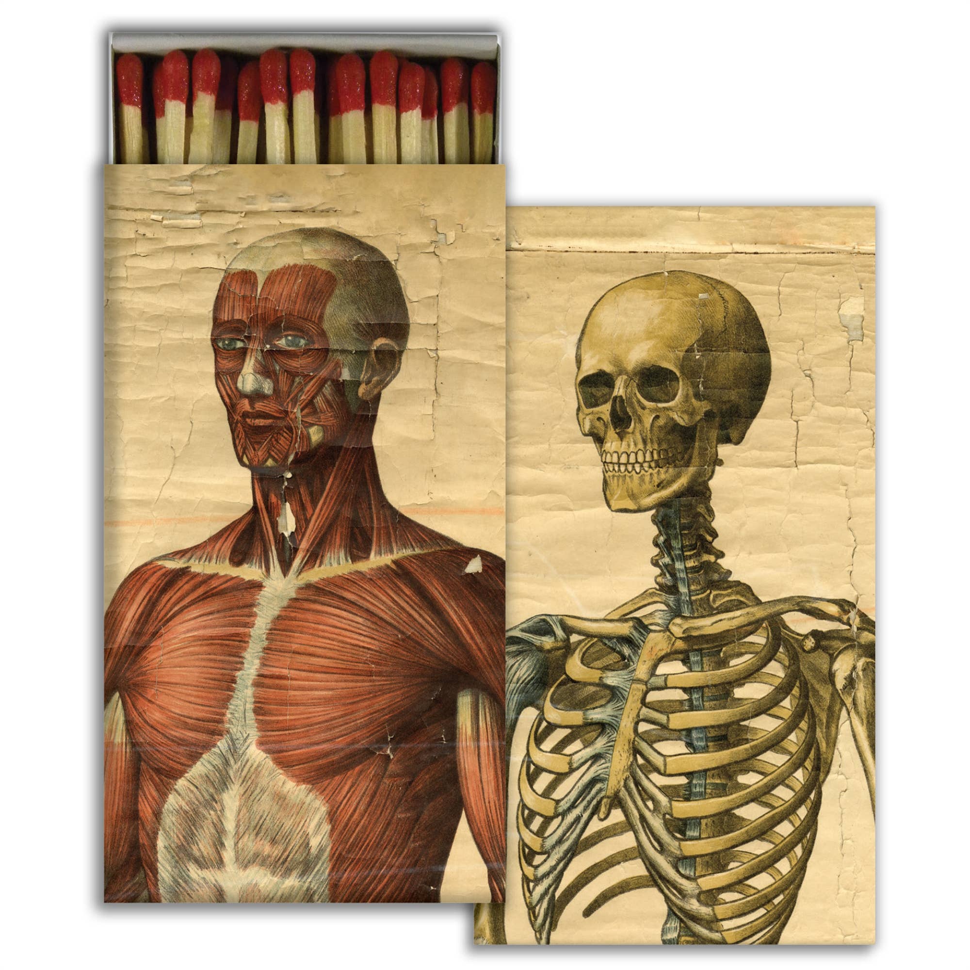 Matches - Muscle Man &amp; Skeleton - Box Turtle