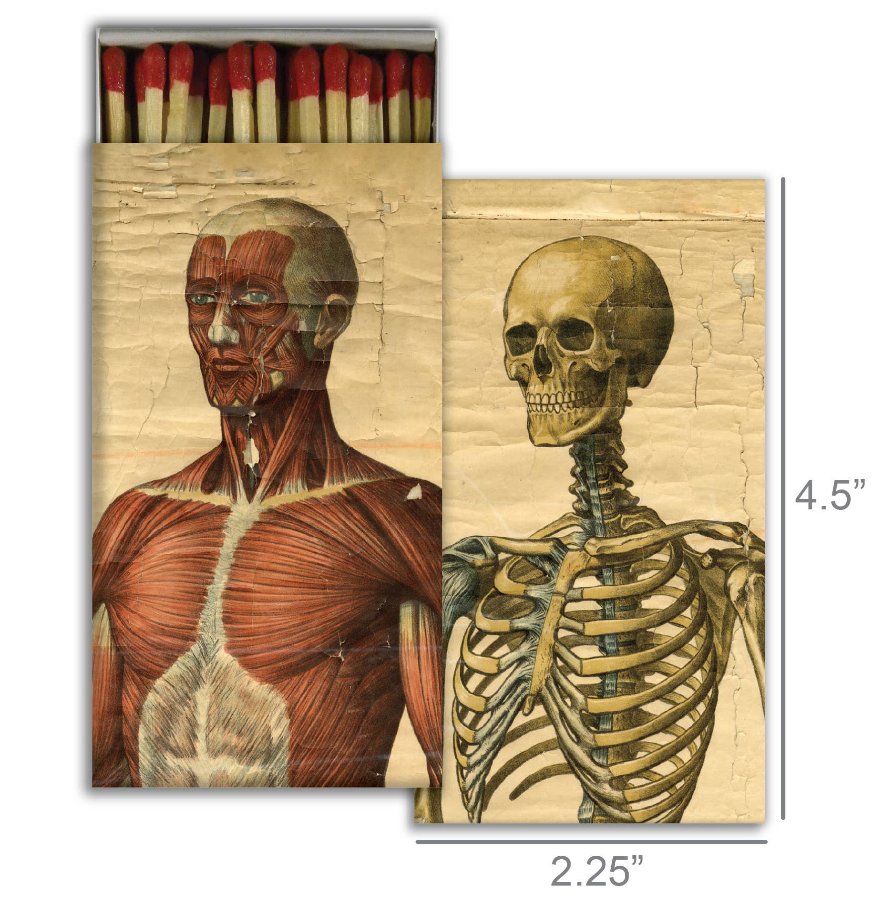 Matches - Muscle Man &amp; Skeleton - Box Turtle