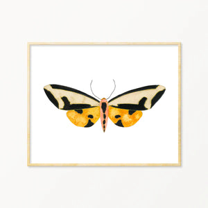 Moth #10