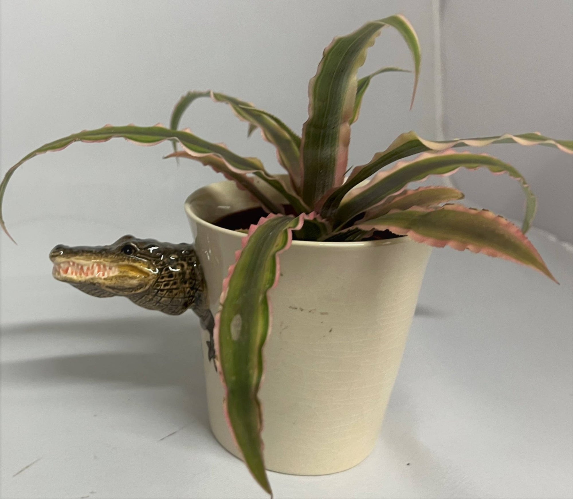 Mug - Alvin the Alligator - Box Turtle