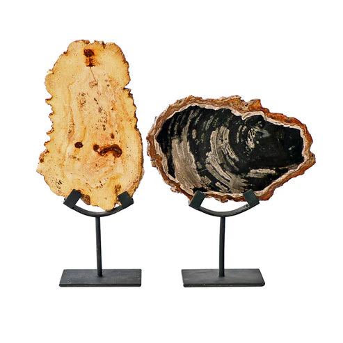 Petrified Wood on Iron Stand