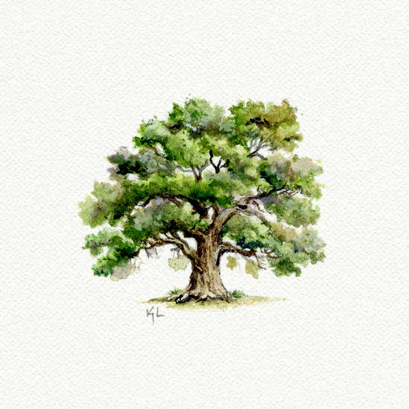 Oak Tree Miniature Watercolor Print - Box Turtle