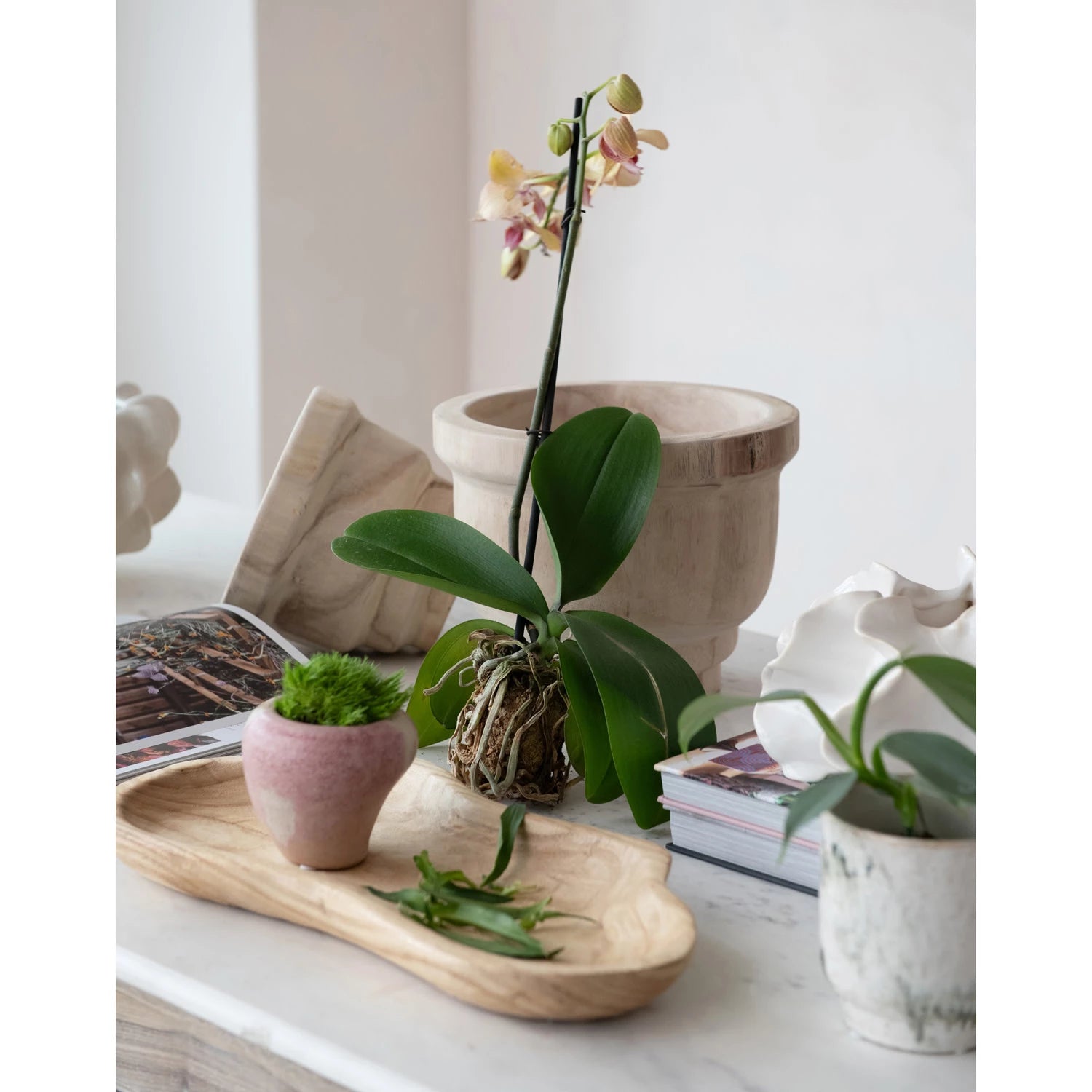 Paulownia Wood Planters - Box Turtle
