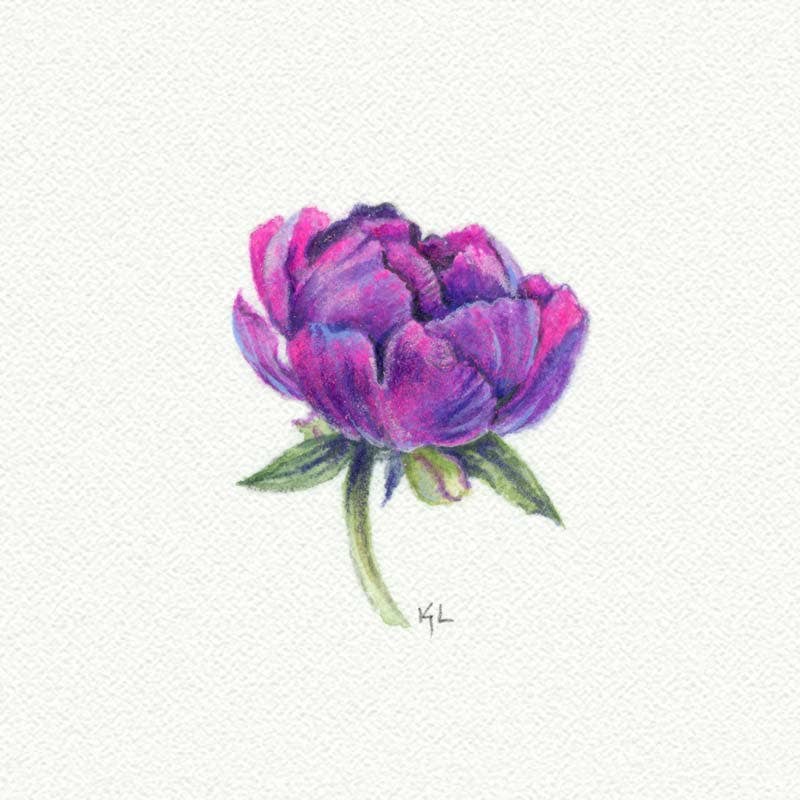 Peony Miniature Watercolor - Box Turtle