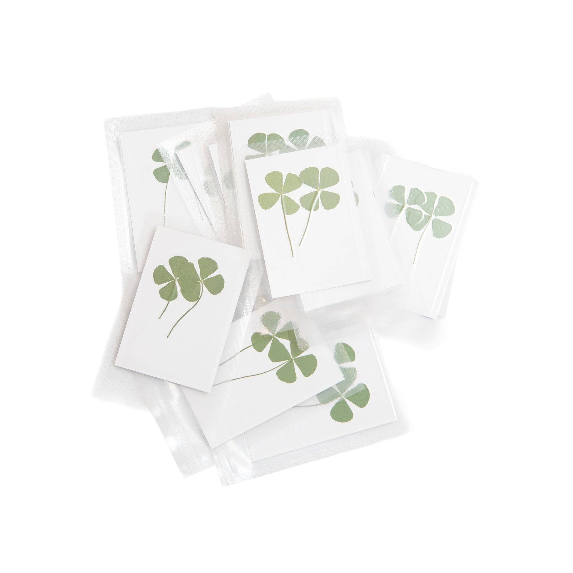 Pressed Four Leaf Clovers - Box Turtle