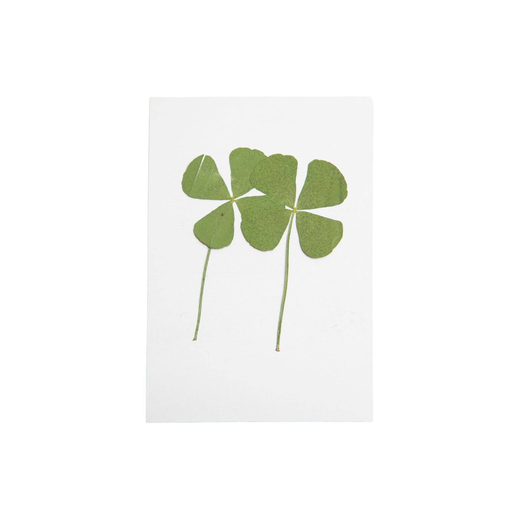 Pressed Four Leaf Clovers - Box Turtle